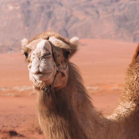 Hidden Wadi Rum Camp エクステリア 写真