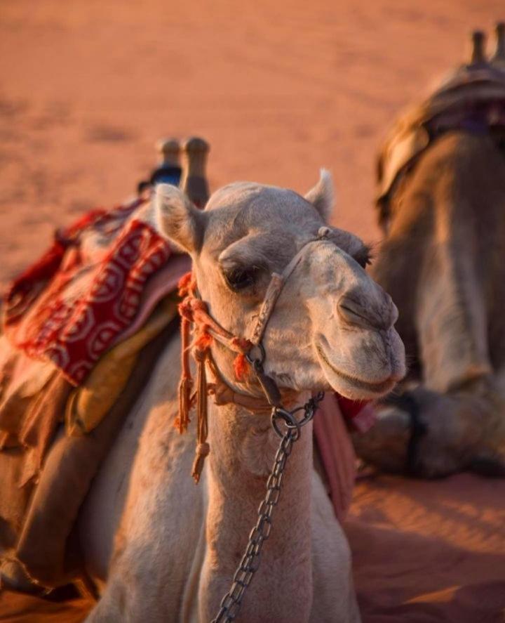Hidden Wadi Rum Camp エクステリア 写真