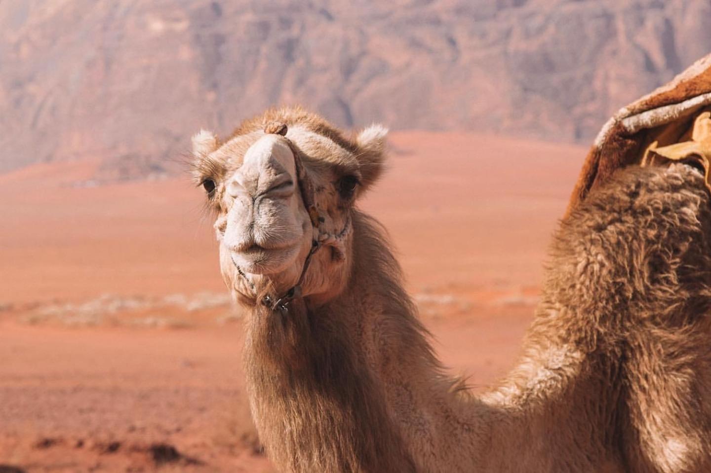 Hidden Wadi Rum Camp エクステリア 写真
