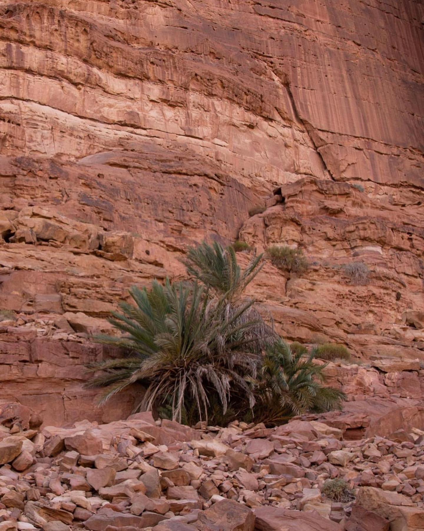 Hidden Wadi Rum Camp エクステリア 写真